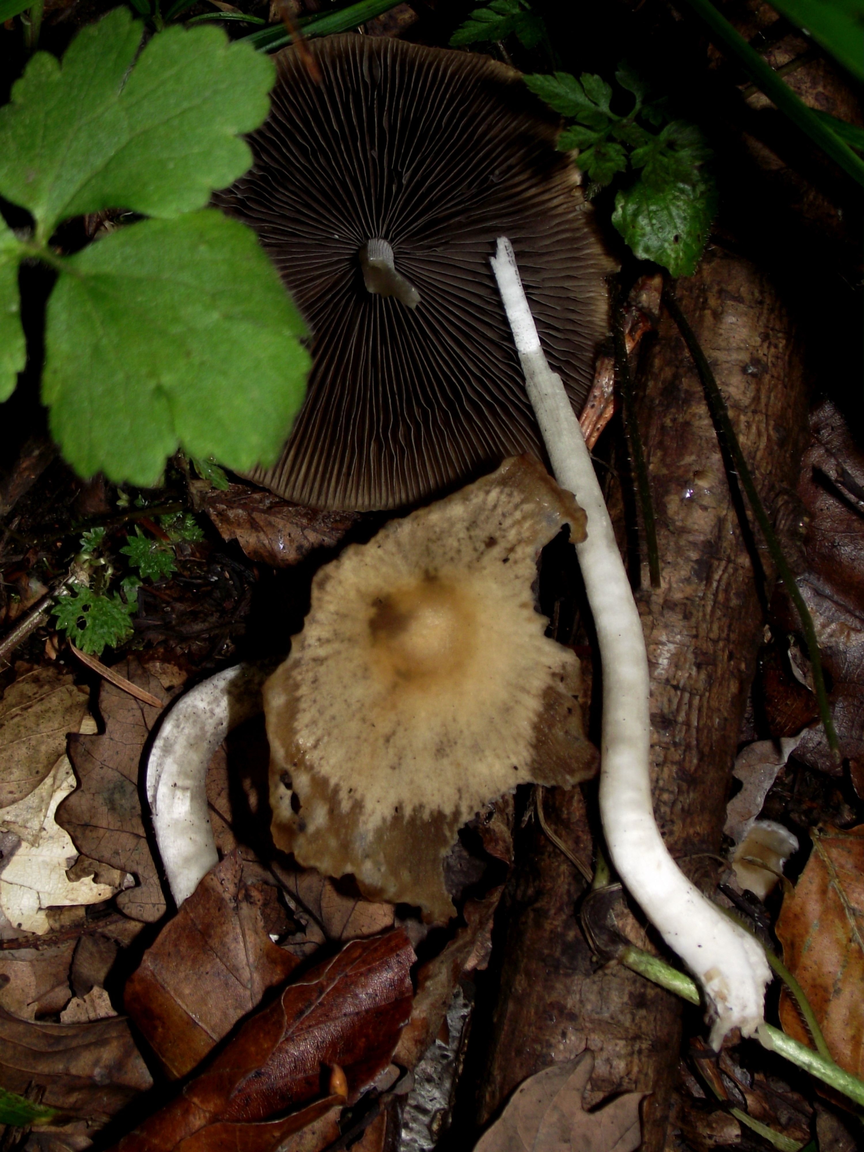 Behangener Faserling